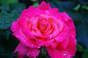 pink rose in drops of water close-up