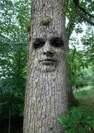Tree with Man Face scene