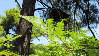 fresh green Fern