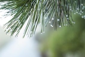 macro picture of Raindrops on pine needles