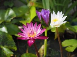 macro photo of Bright lotus flowers