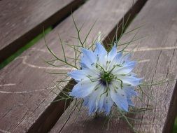 Nigella damascena, Love-in-a-Mist, blue flower close up