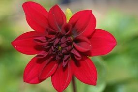 Dahlia Red Blossom