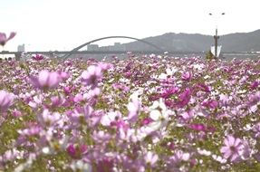 meadow of wild flowers on the background of the bridge