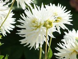 white dahlias are summer flowers