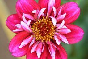 bright pink dahlia with small petals