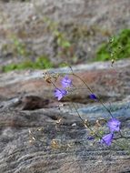 purple rock flowers