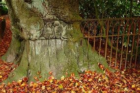 metal fence near a tree trunk