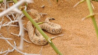 snake in a desert in namibia