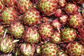 Lots of Cactuses