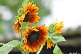 Sunflower Blooms