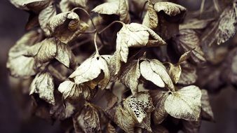 dry flowers of Hydrangea close up