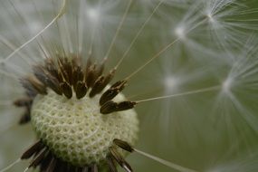 close up photo of dandelion seeds on a stem