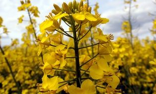 close up picture of yellow rapeseed buds