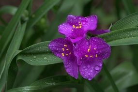 stunningly beautiful Iris Bloom