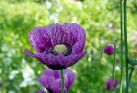 fragrant purple poppies in the garden