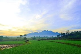 mountain landscape and green grass