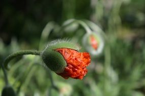 bright closed poppy bud