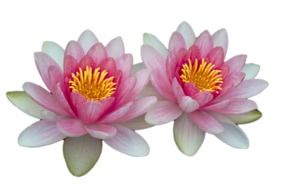 drawing of Aquatic colorful lilies