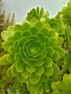 succulent plant in Mallorca