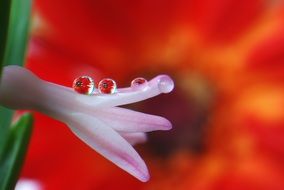 Drops of water on a pink flower on blurred background