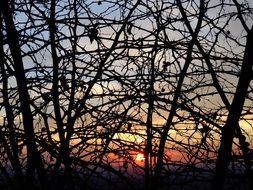 the sun at sunset on the horizon behind the thin branches of a tree