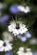 Flower with the white flowers in the garden
