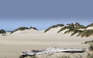 weathered old log on White Sand Beach, Landscape