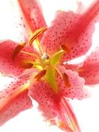 Beautiful red lily flower
