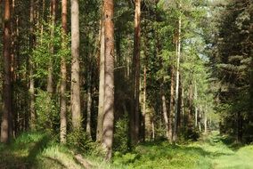 spring forest with green trees