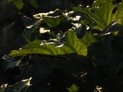 incredibly handsome large green Leaf