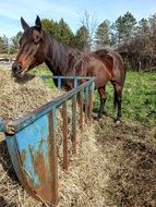 Eating horse on a farm
