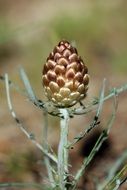 Macro photo of the beautiful and colorful thistle flower bud with green branches