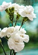 White carnation flowers in nature