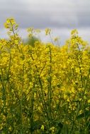 yellow field of rapeseeds plants view