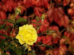 yellow rose on a background of red plant