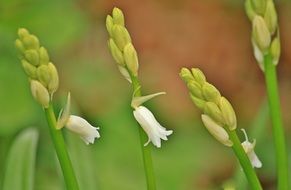 white blossom flower green plant