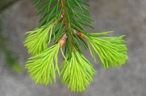 Fir Drove Spring Fir Grows
