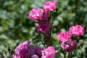 lush purple bloom of rosebush