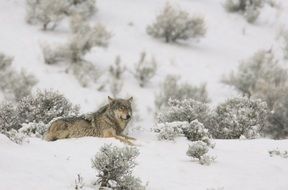 Landscape of Wolf in the wildlife, yellowstone national park, wyoming