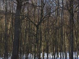 deciduous forest in winter