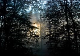 sun and fog at sunrise in the forest