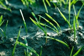 Growing plants on a ground