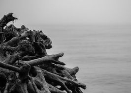 old beach wood