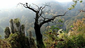 panoramic view of the national park in poland in autumn