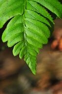 green Fern Leaf closeup