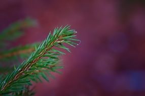 green spruce needles on a burgundy background