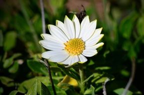 Beautiful white and yellow flower with green leaves in summer