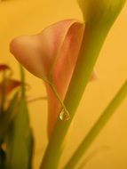 yellow calla flower
