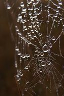 spider's web with raindrops